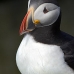 puffin_atlantic_msi_v_0978_can0591.jpg
